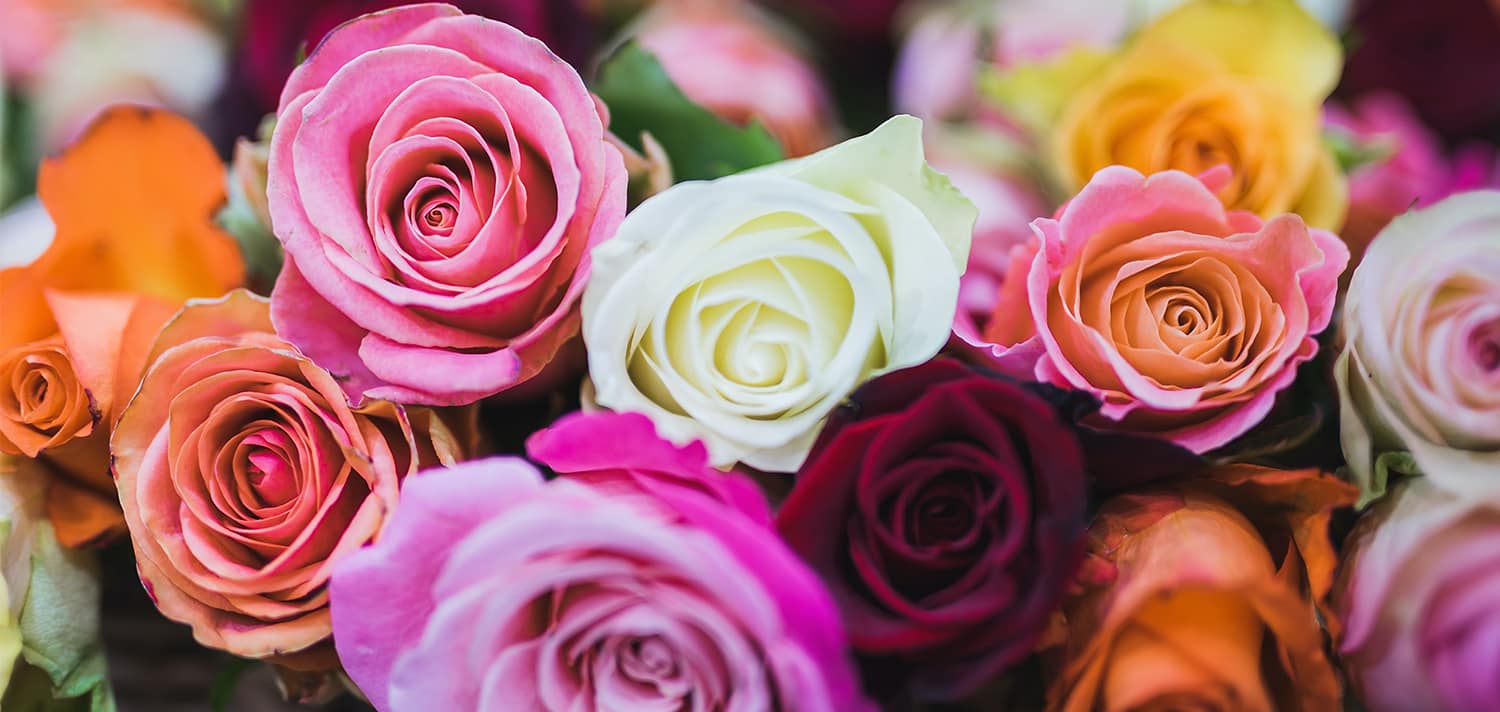 De roos is een van de meest gebruikte bloemen in de wereld van de parfumerie